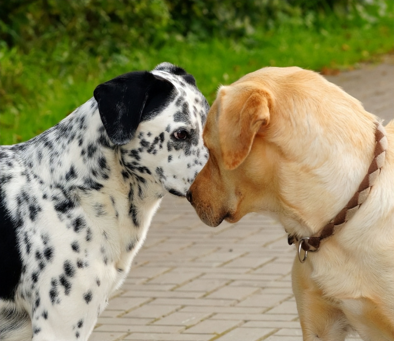 狗子们交配时，为何会如此“难分难解”？