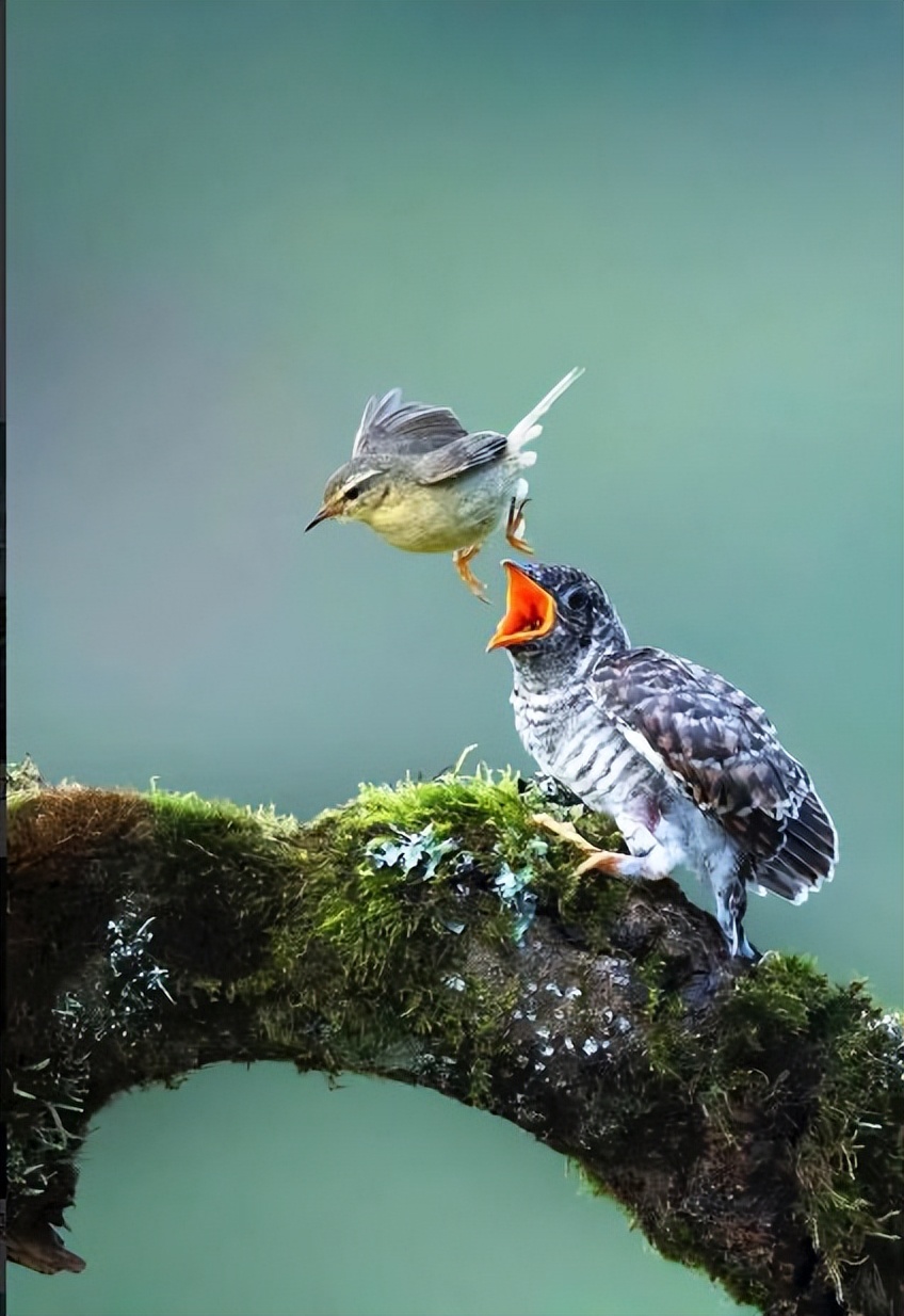 大斑鸠要吃小斑鸠吗,斑鸠喂食的危害