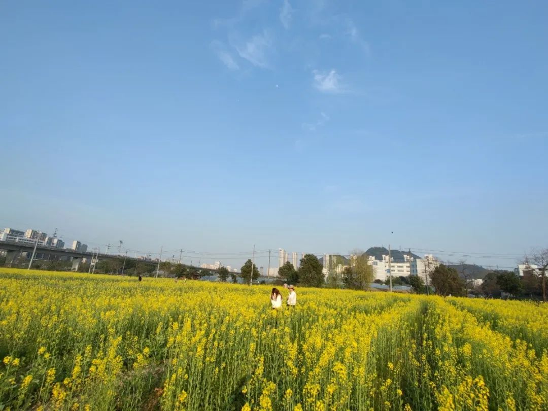 云“踏青”②|春色满新桥：清风吹拂金波涌