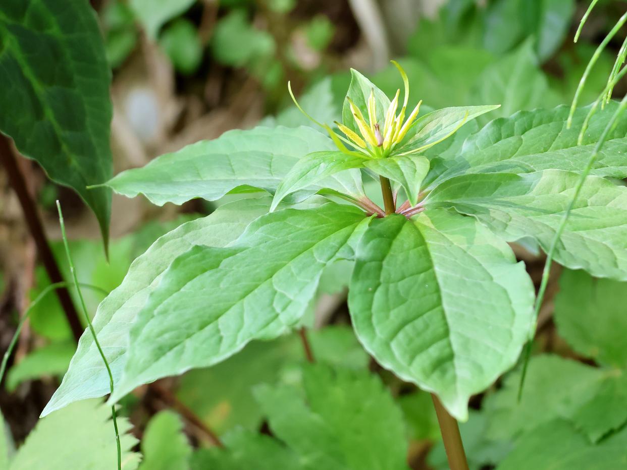 有七叶一枝花的地方就有毒蛇吗,七叶一枝花搭配什么草药治疗毒蛇