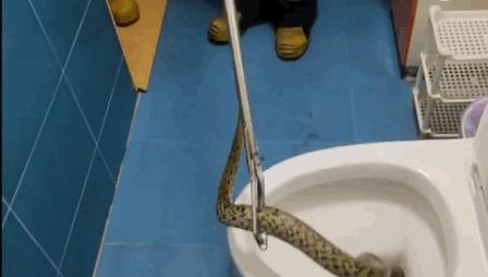 250厘米长眼镜蛇潜入家中惊心动魄,江苏女子上厕所发现蛇