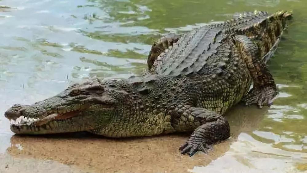 性情凶猛的十大鳄鱼,世界上十大最凶猛的鳄鱼排行榜