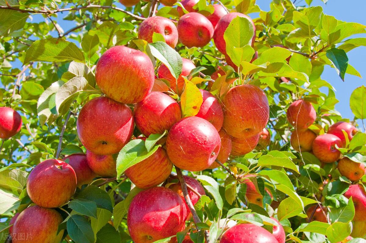 农村院子东边空地适合种植什么树,南方农村山地适合种植什么药材
