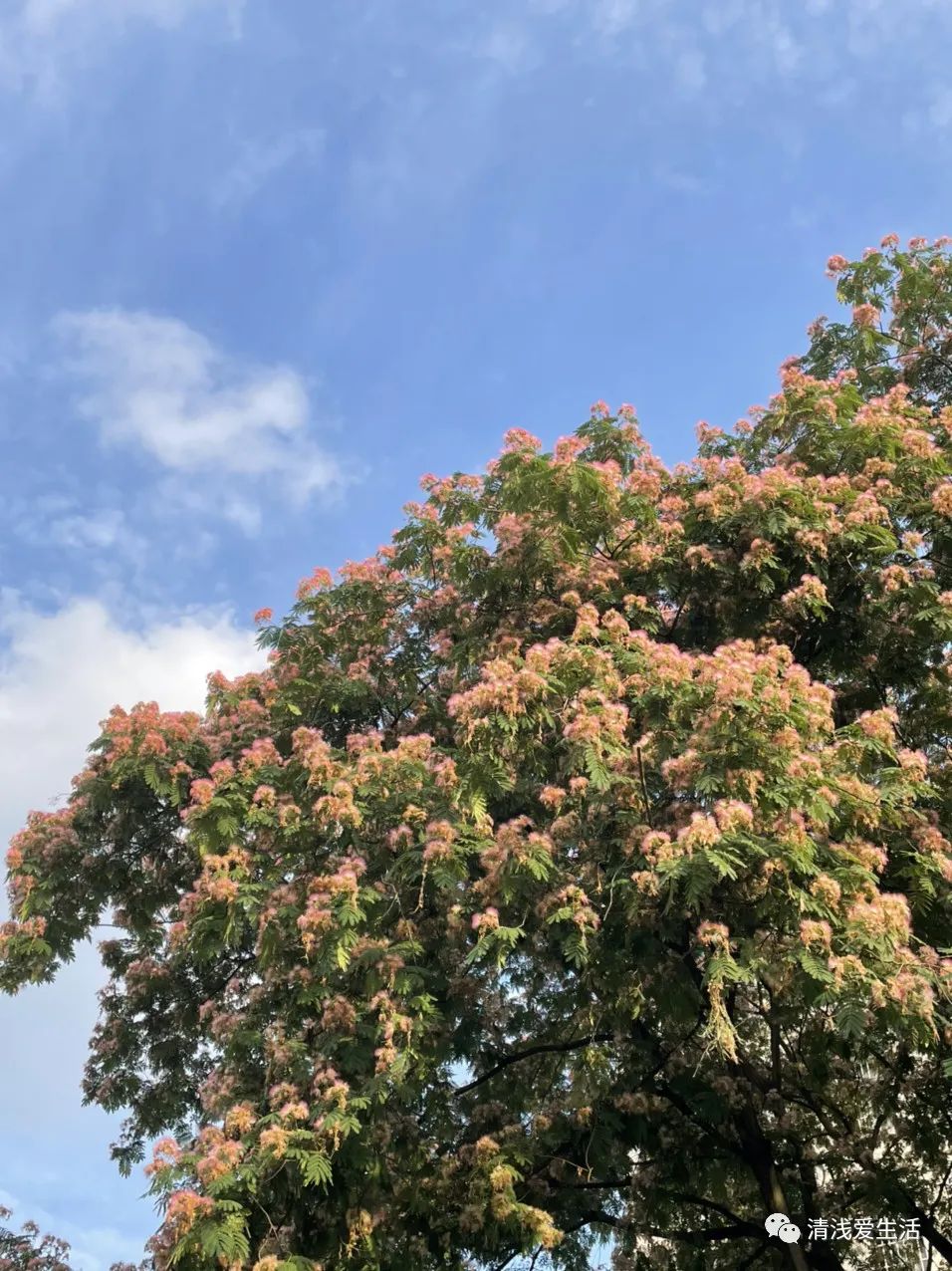 耐高温耐寒的一年四季开花的花卉,耐高温开花多的花卉