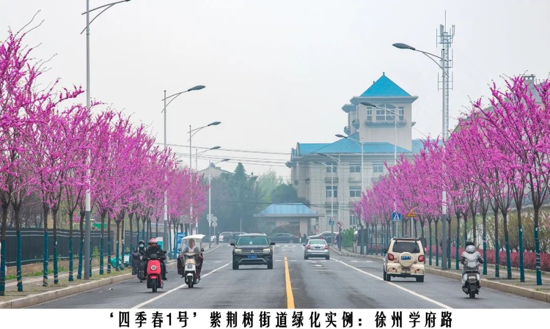 四季紫荆树新品种,四季春一号紫荆树施工方法