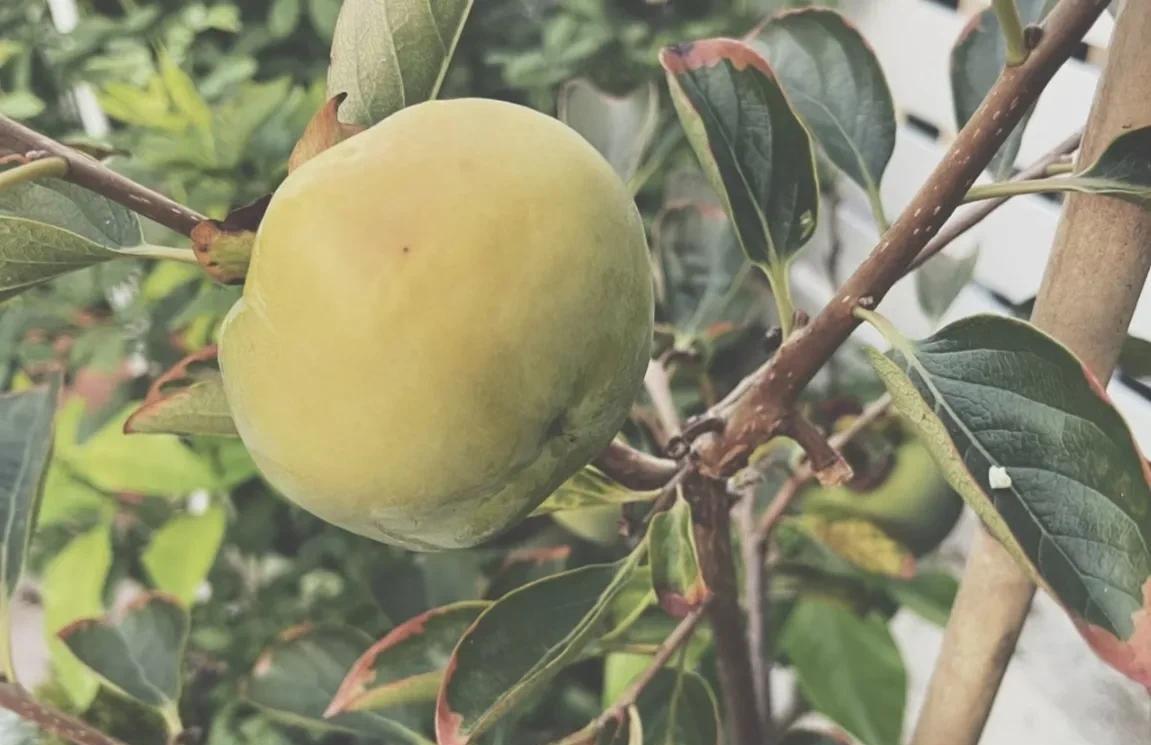 柿子生长期如何防落果,柿子九月份的病虫害管理