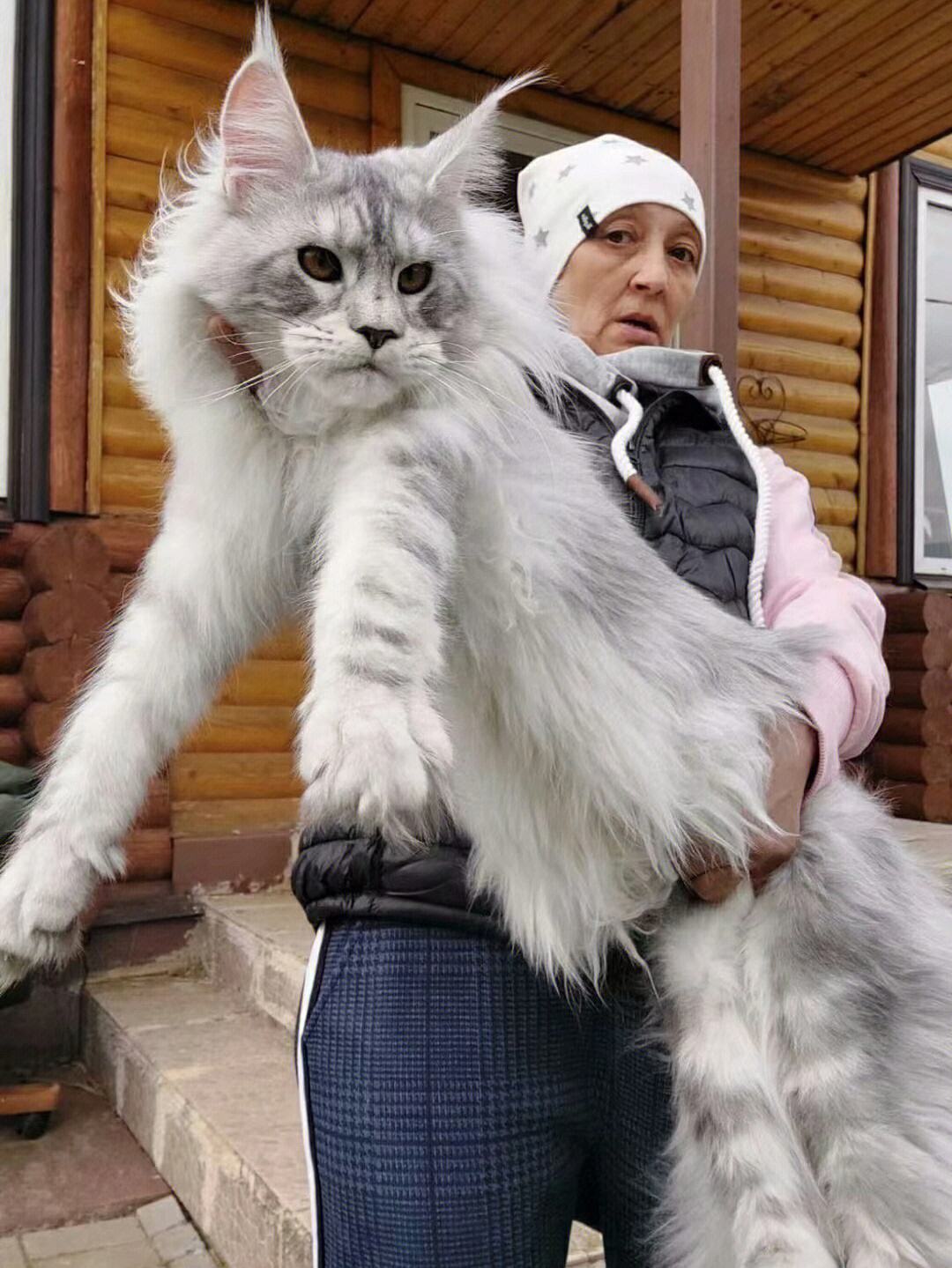 猫界巨人,缅因猫怎么选出能长很大的猫