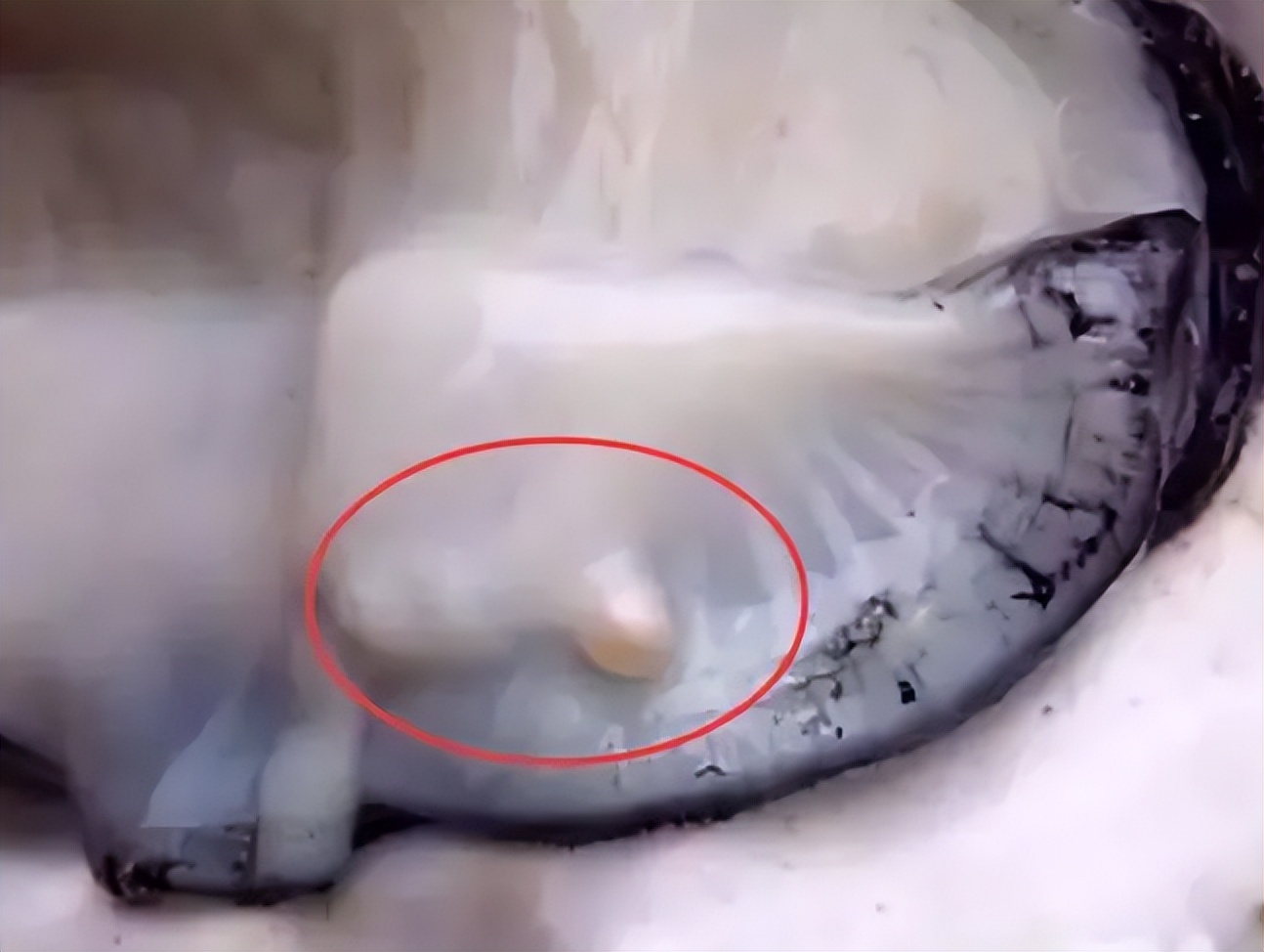 文胸、高尔夫、炮弹、珍珠、*物文**，盘点这些从动物肚里发现的东西