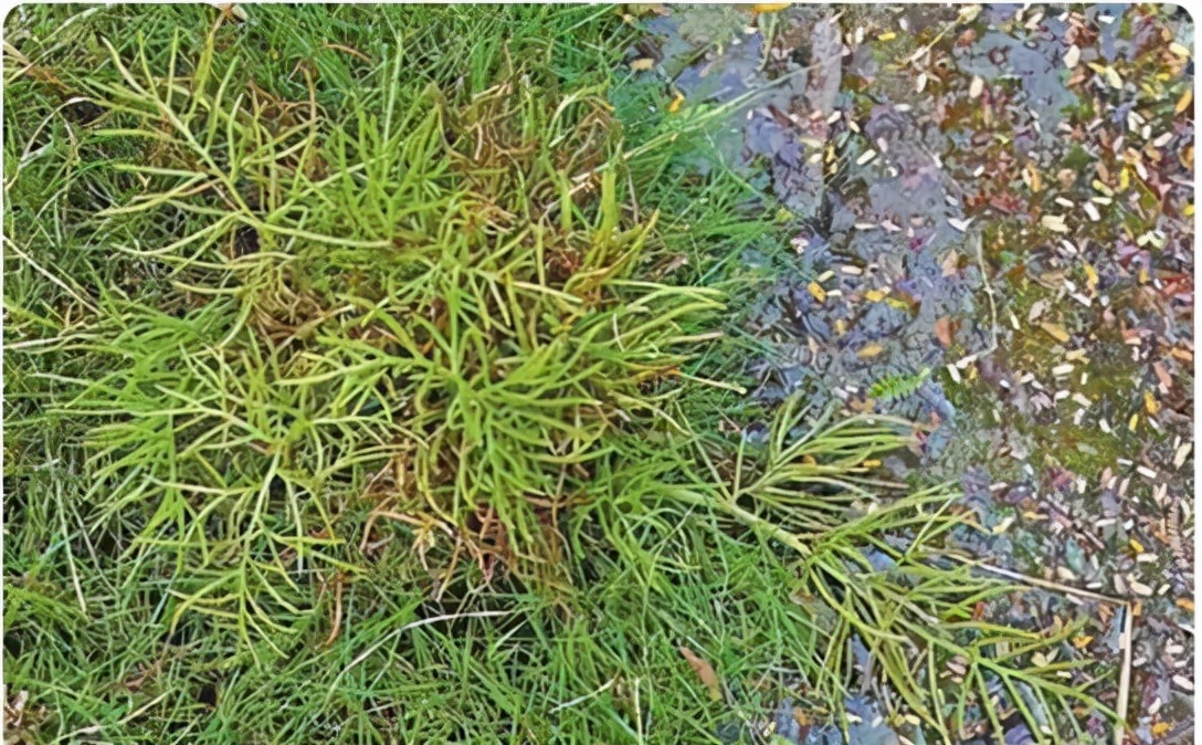 新物种深圳巨腹蟹好吃吗,深圳巨腹蟹发现物种