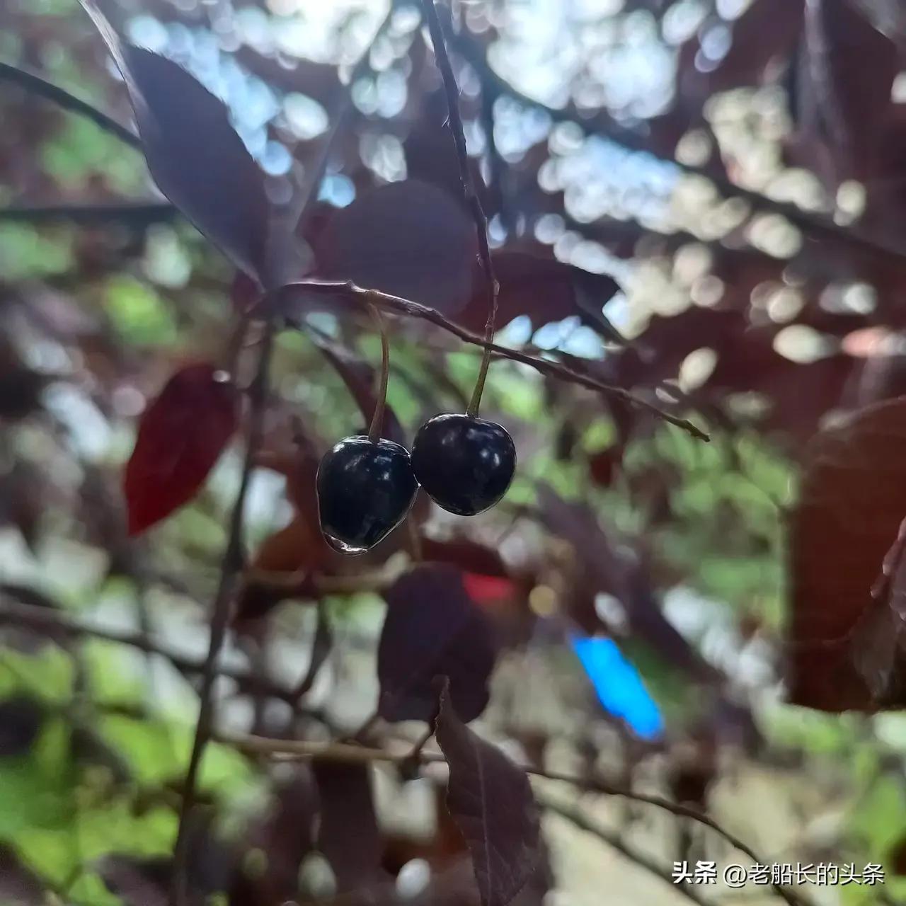 晨露午拾【38】——记忆是那几棵树：臭李子树