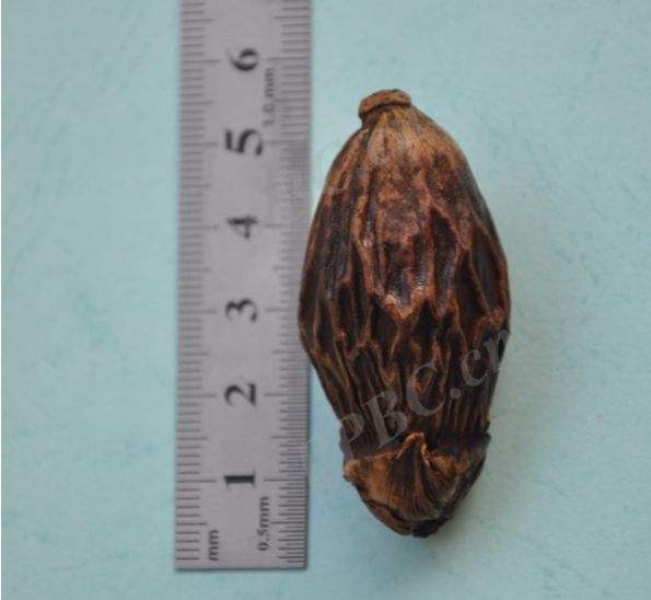 当你第一次吃槟榔的时候,吃槟榔时的你