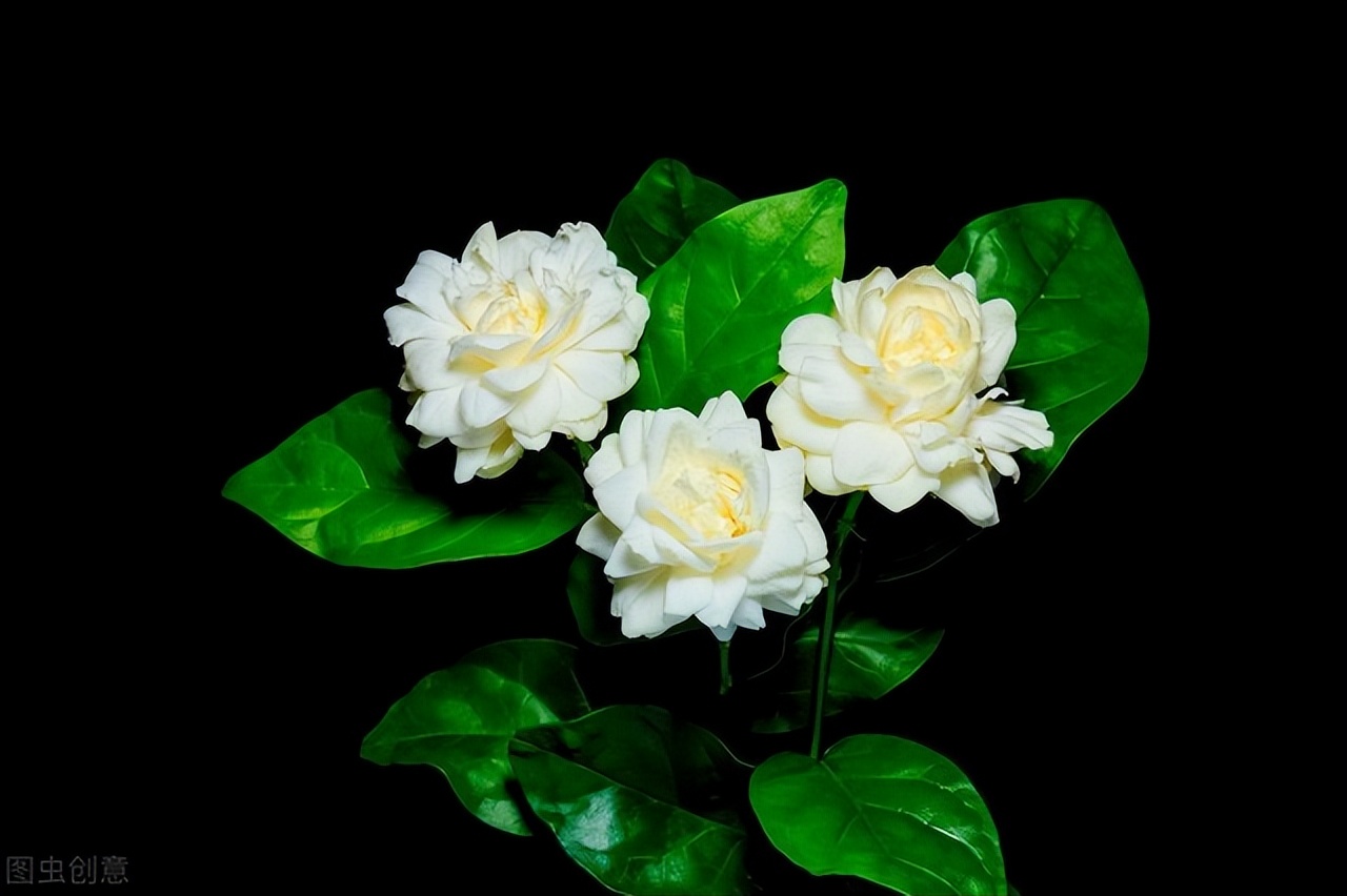 适合阳台养光照少的花四季开花,适合阳台上一年四季好养的花