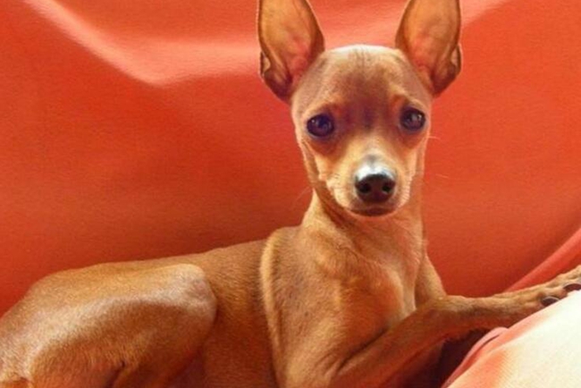 小鹿狗生病什么症状,小鹿犬如果生病了是什么样子