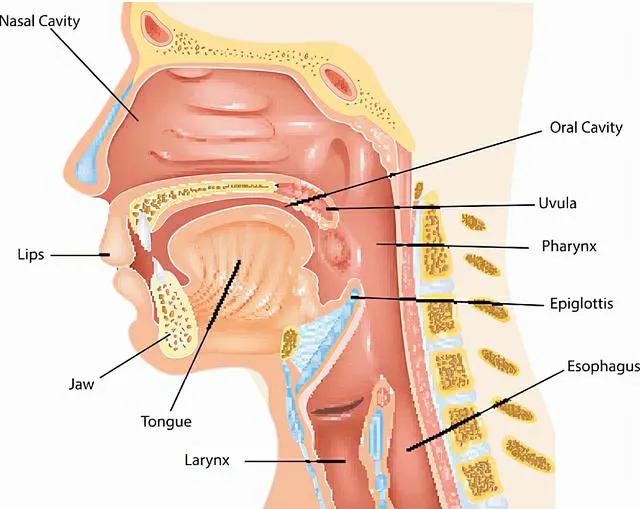 蚂蟥被吸进肚子里还能存活吗,山里的泉水有蚂蟥吗