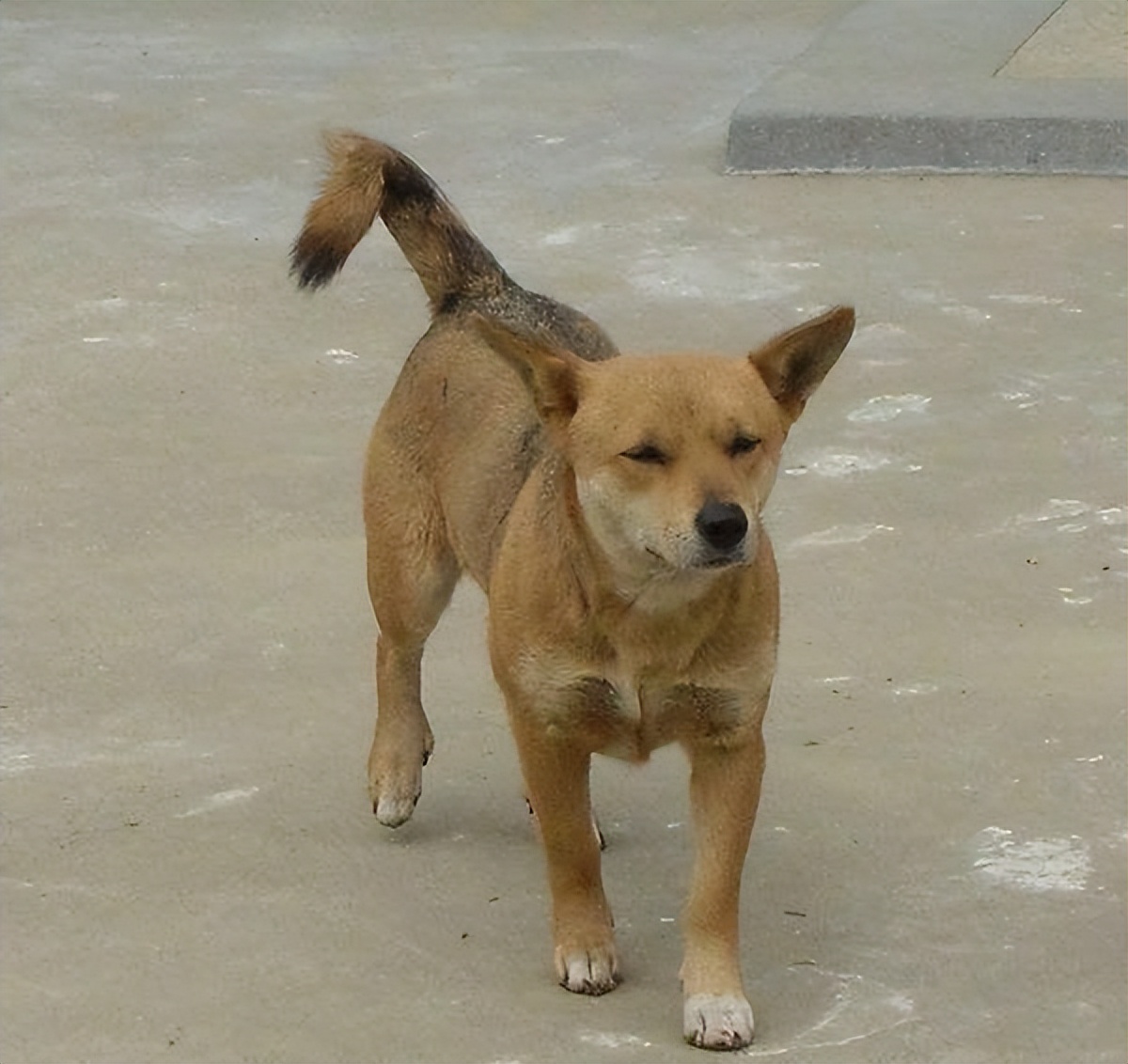 养狗必备用品中华田园犬,新手养狗中华田园犬基础知识