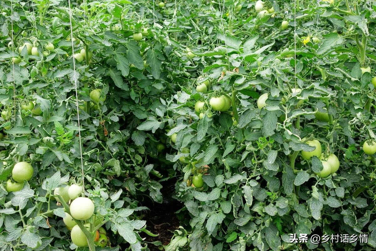 种植蔬菜的16个增产增收的技巧,每天分享蔬菜种植知识增产增收
