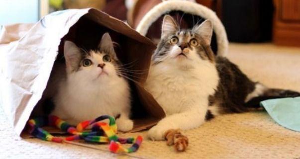 猫咪因为跳蚤引起的过敏性皮炎,猫咪过敏性皮炎