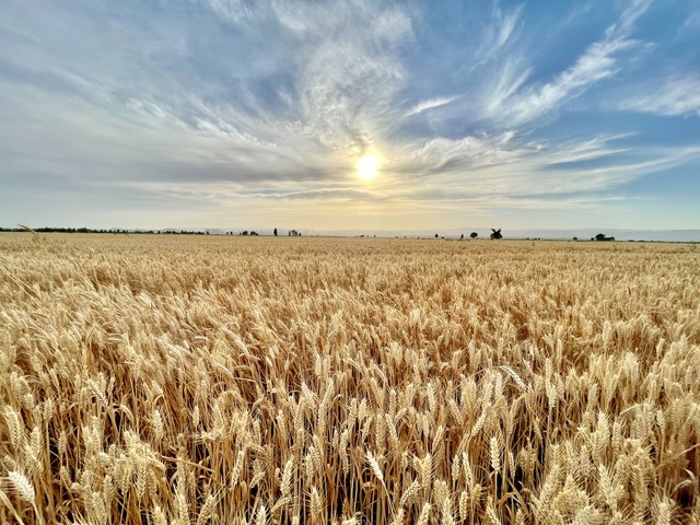 2023年兔是白兔还是黑兔,2023年黑兔好吗