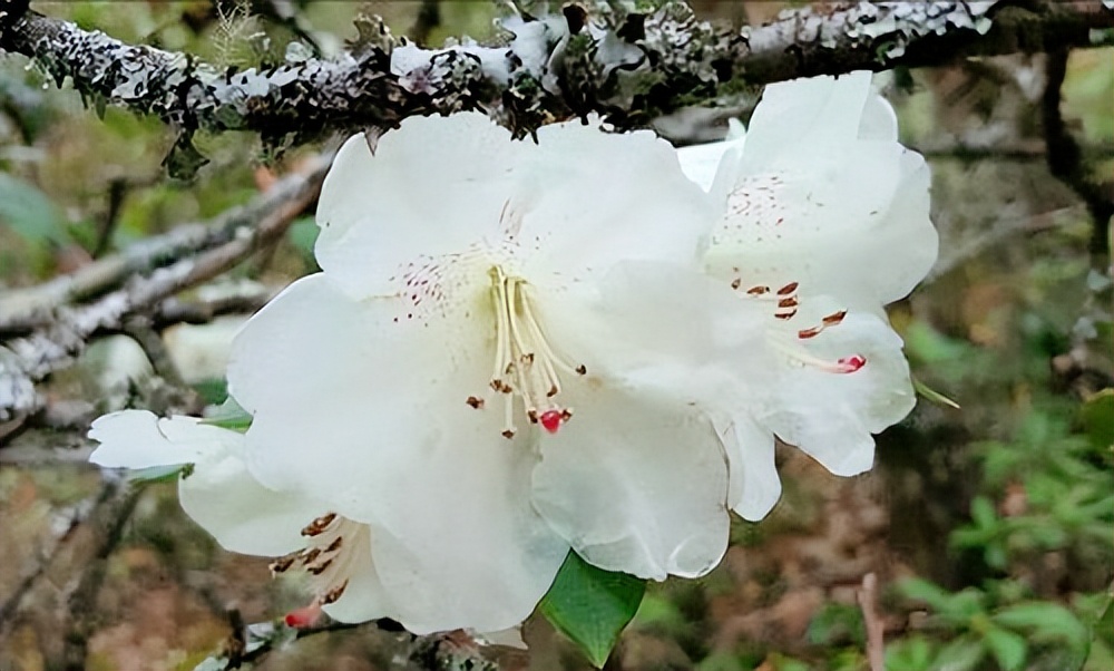 五片花瓣的小花，虽平淡无奇，但却惊艳了双眸！