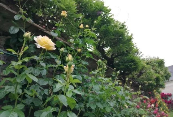 法国玫瑰花园,法国玫瑰花香沐浴露正品