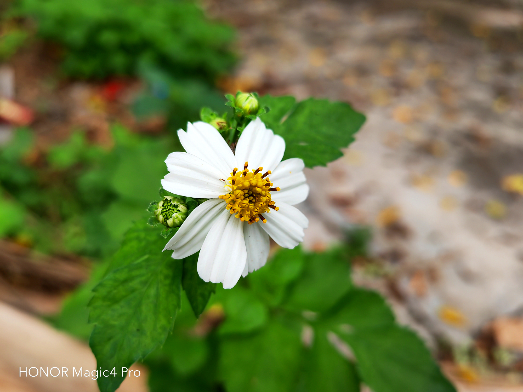 荣耀magic4pro能用智慧生活么,荣耀magic4pro真实上手体验