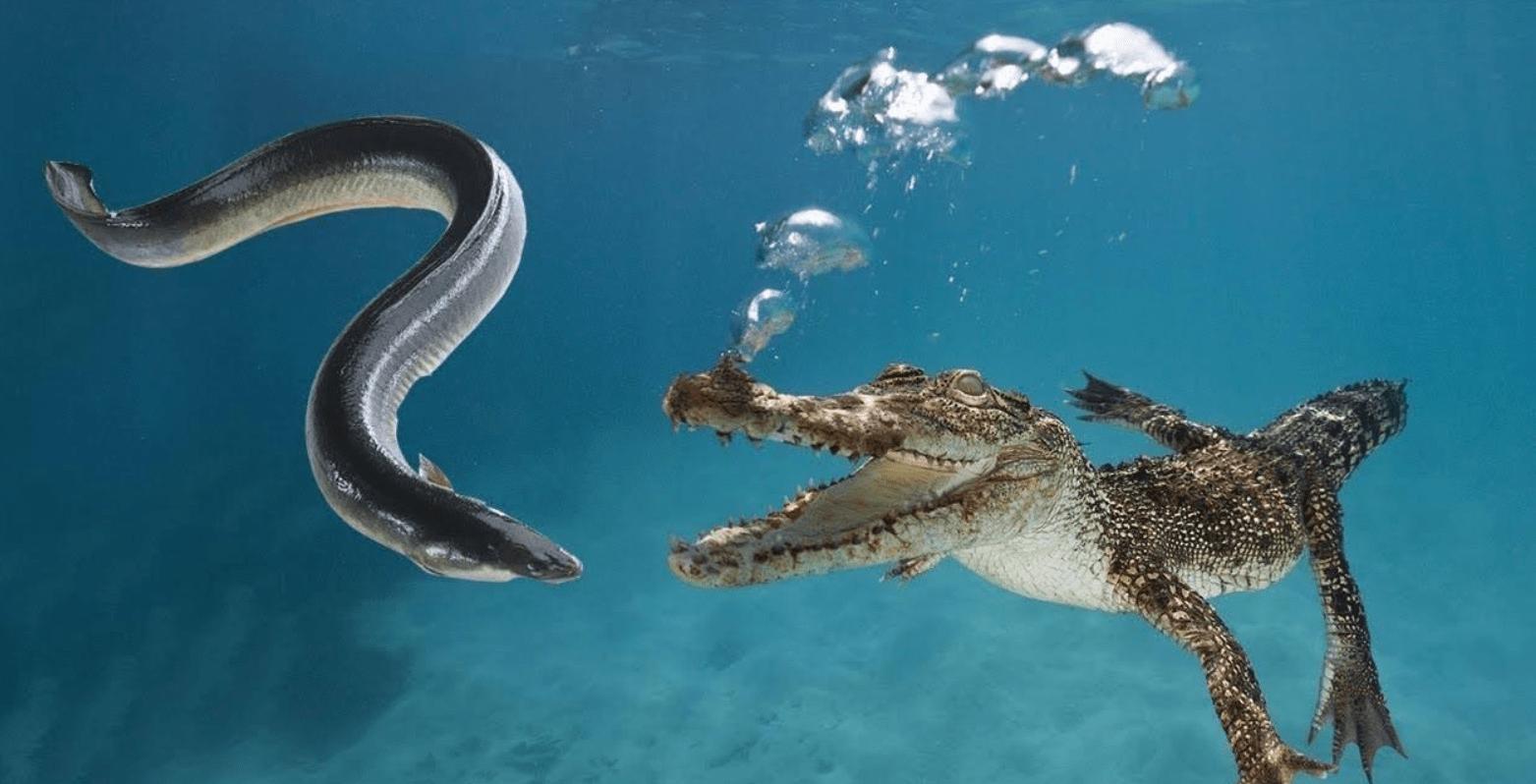 亚马逊河到底有多可怕没有桥梁,亚马逊河有多厉害为什么没有桥