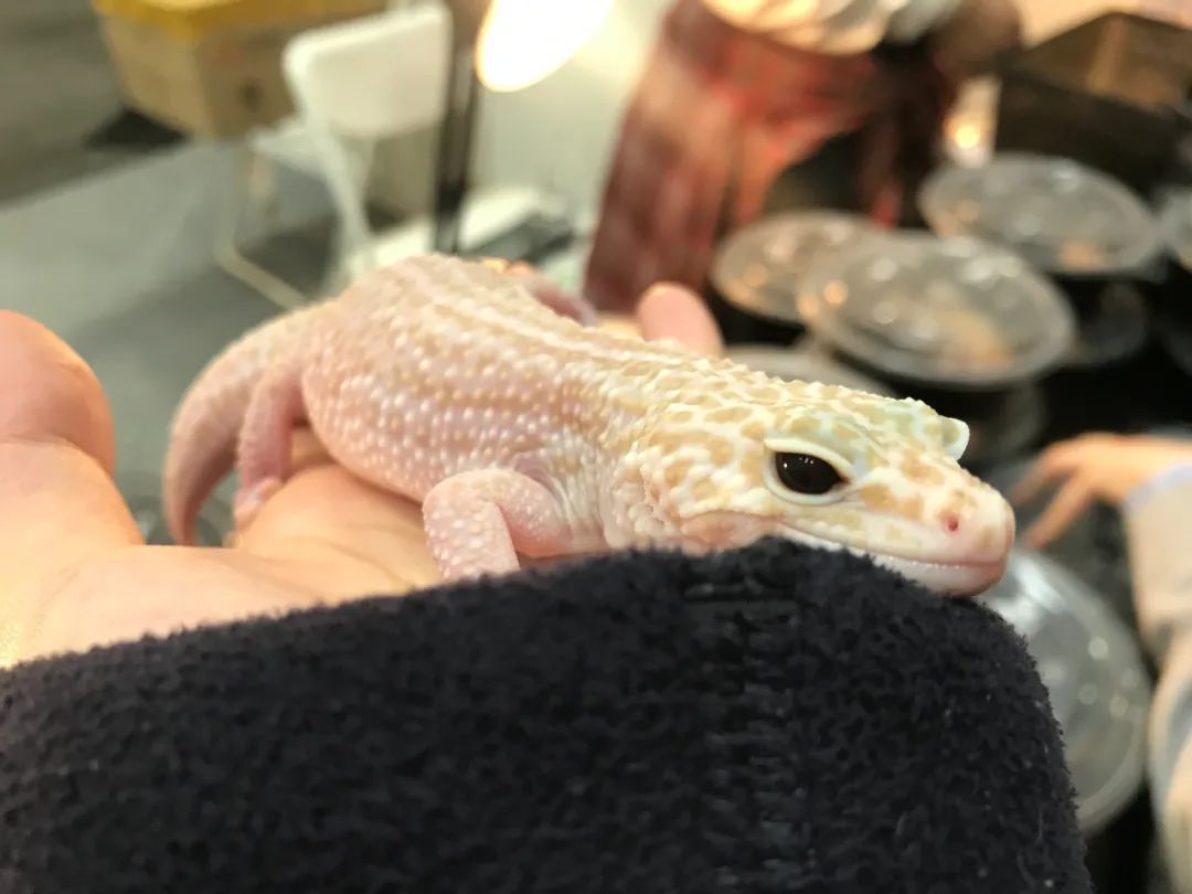 适合孩子室内养的小宠物,适合小空间养的小型宠物