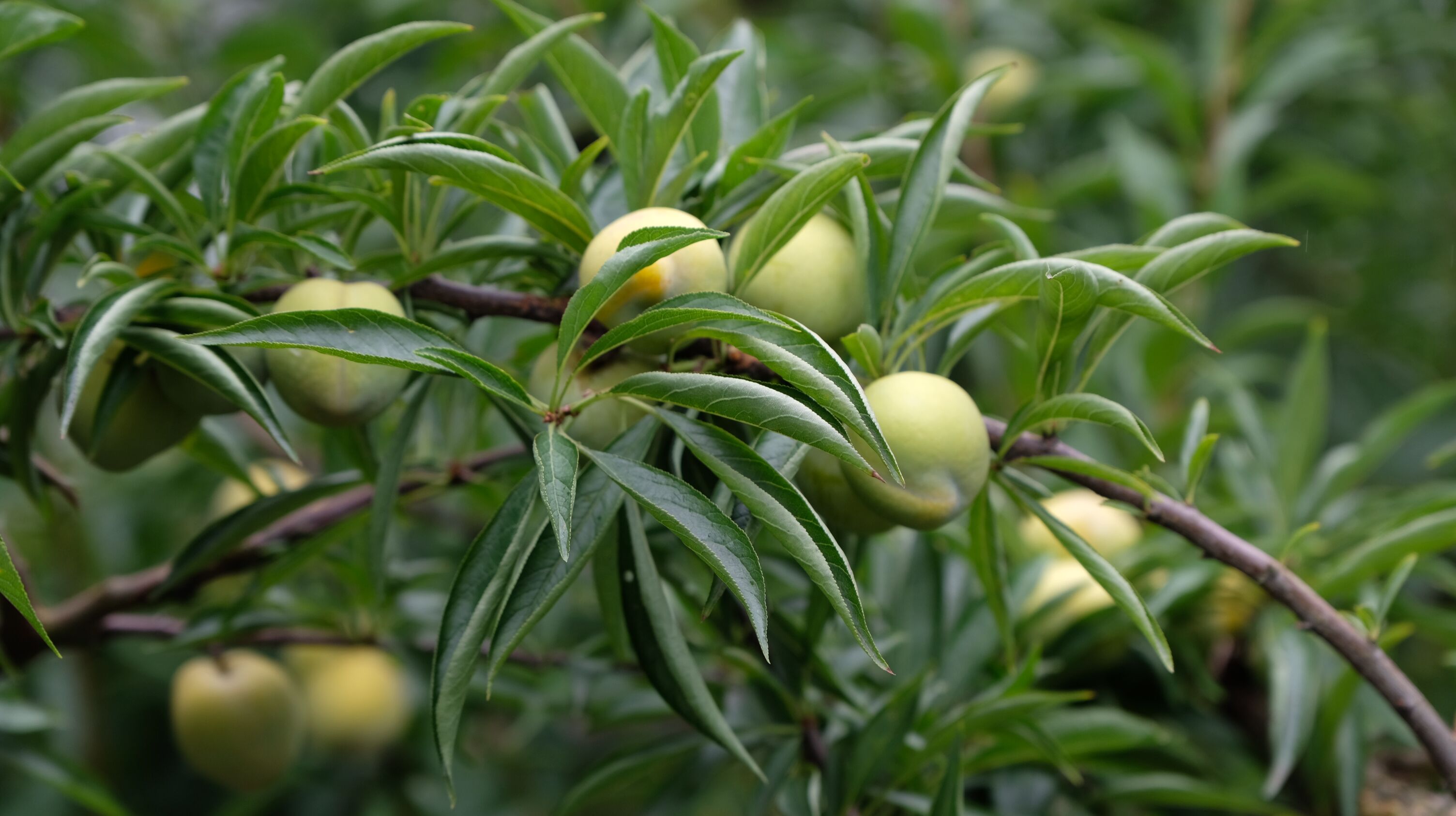 乡村振兴电商平台直播运营,农村电商农产品直播