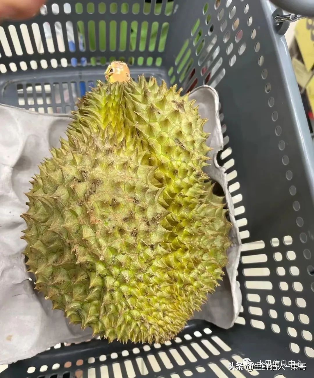 越南产地榴莲最新价格,越南榴莲品种视频