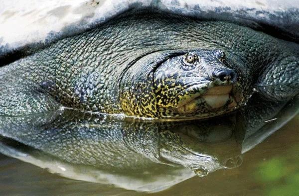 省水产学会、省渔科院到元阳开展斑鳖生境及生存状况第三次调研工作