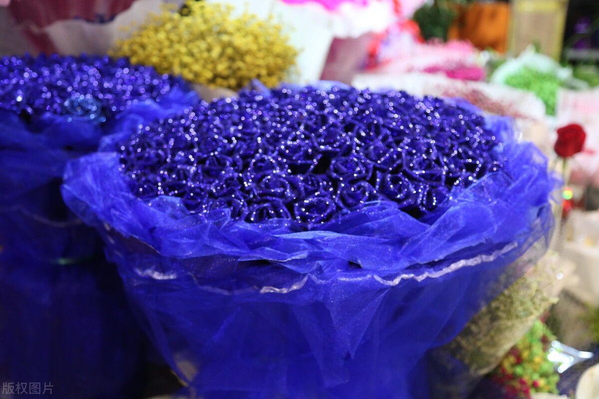 图片蓝色妖姬,蓝色妖姬图片q版