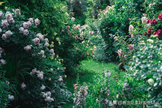 我爱月季花完整版,我爱月季花300字作文