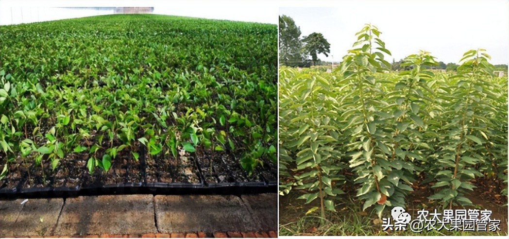 优质果树苗木品种介绍,最好的新品种苹果苗木