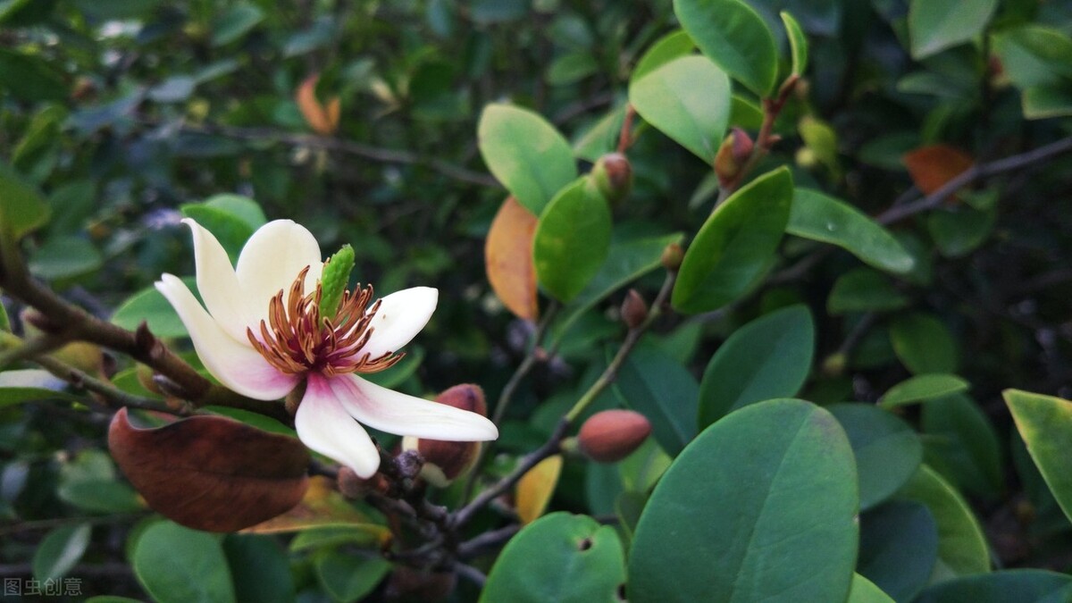 花灰霉怎样防治,灰霉病叶片病害图片
