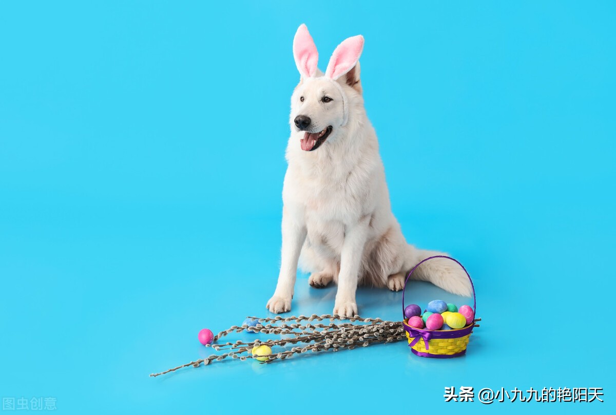 训练狗狗坐教程,狗狗定点坐训练