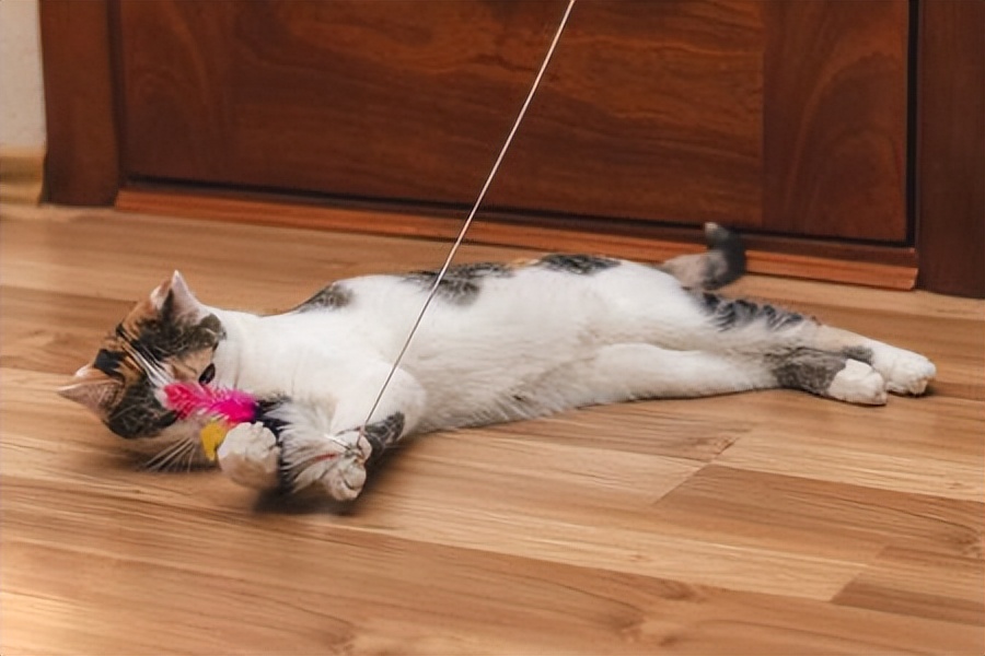 猫咪喜欢玩什么玩具图片,猫咪喜欢的玩具有哪些