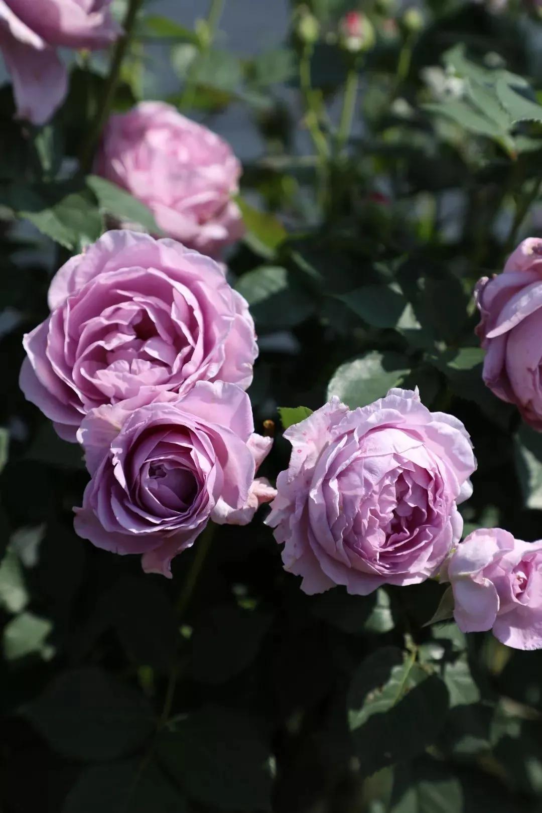 月季美图100张,月季花唯美高清图片大全