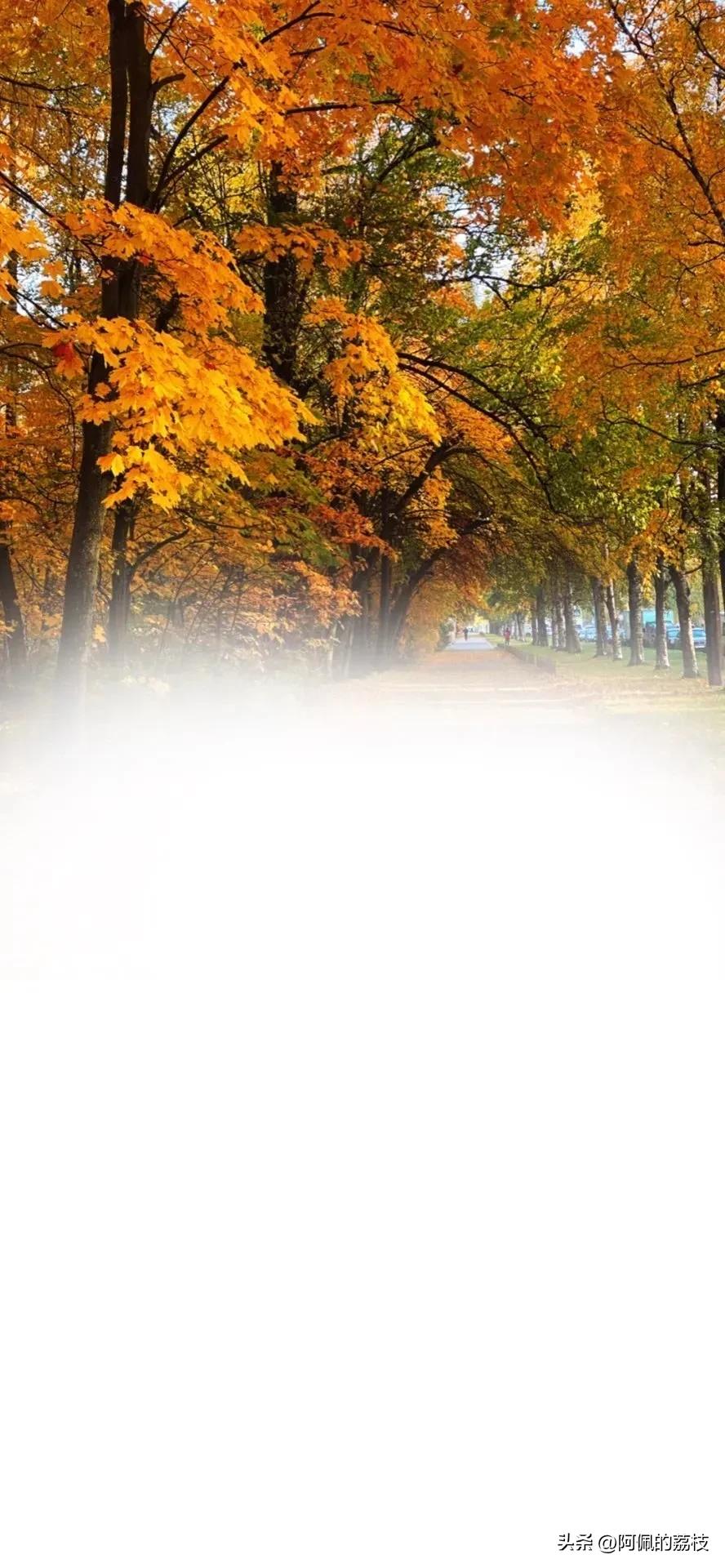 寰俊鑱婂ぉ鑳屾櫙鍥炬殫鑹茬郴,寰俊鑱婂ぉ鑳屾櫙鍥捐秴娓呭コ