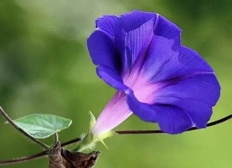 朝开夕闭一一快乐的牵牛花（散文）