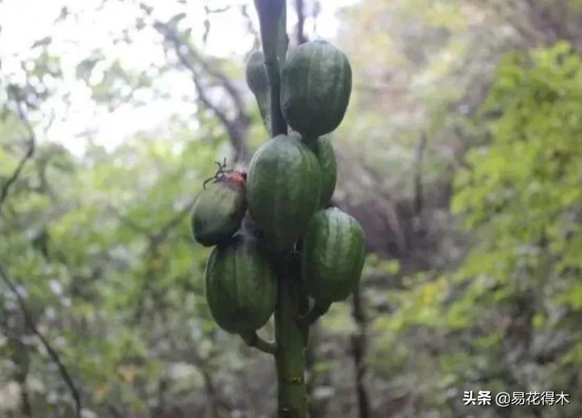 不可思议！高达两米壮观美丽的“百合王子”——大百合