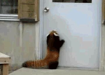 矮个子网友自爆在荷兰还没垃圾桶高？！众人围观后：又惨又好笑…