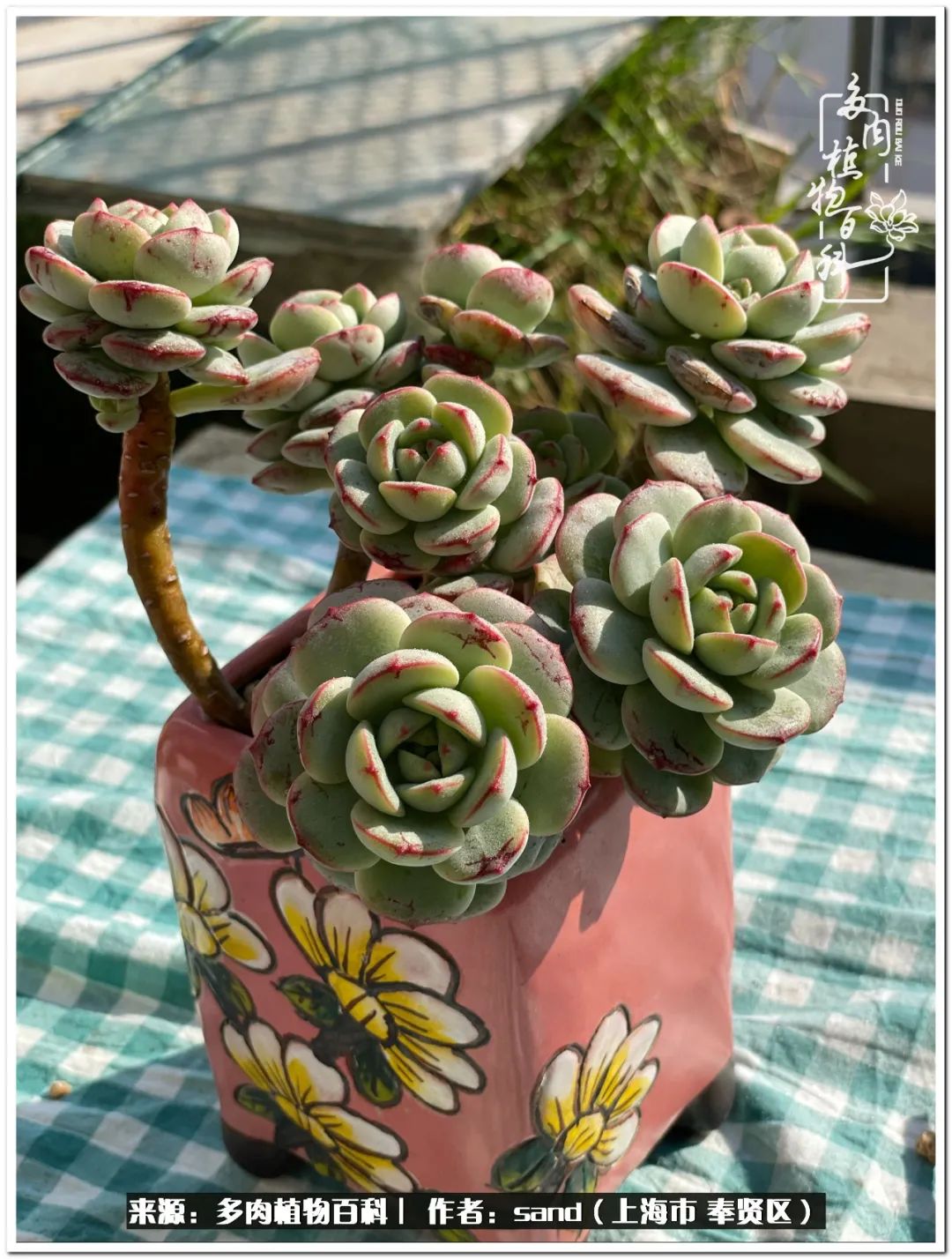 养点花草给生活添点乐趣,养点花花草草心情自然会好