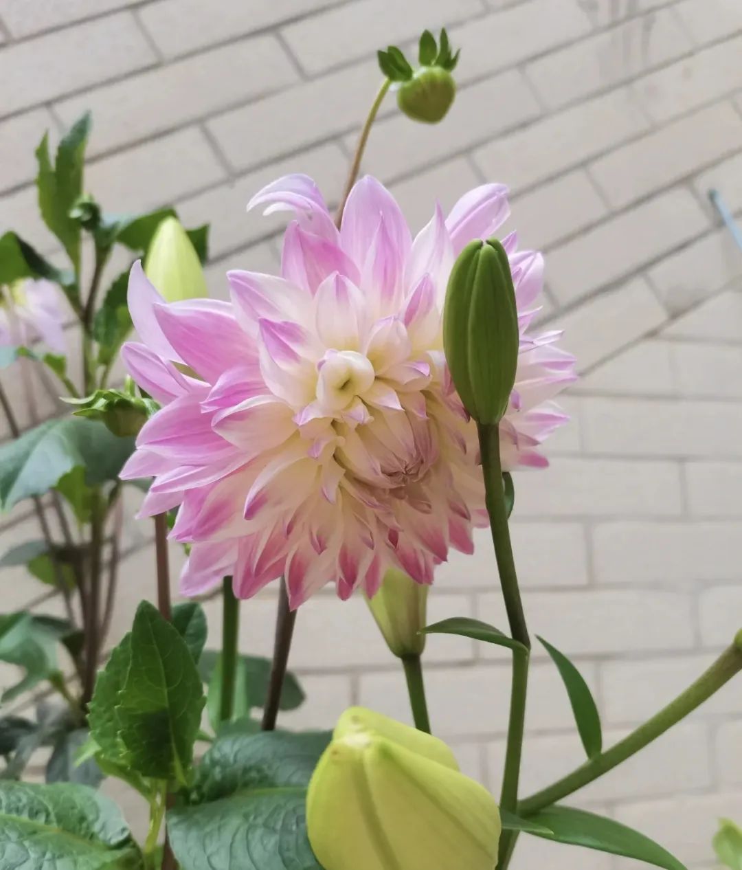 4个养花小窍门花越养越漂亮,懒人养花就选这10种花期长达8个月