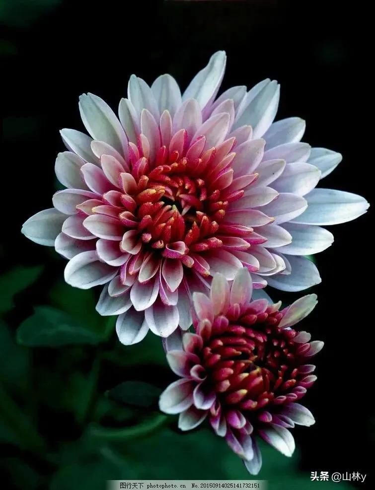 十大绝美花朵,绝美花朵视频