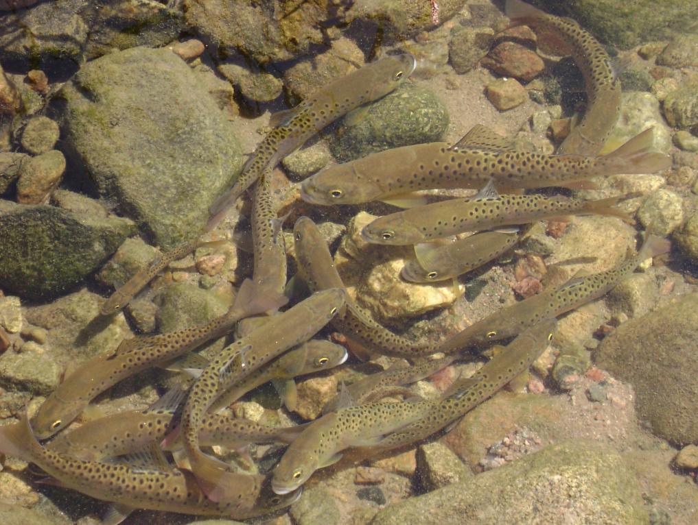 秦岭细鳞鲑是不是白条鱼,秦岭大量细鳞鲑逆流而上