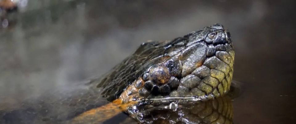 地球上的巨蟒,世界上的巨型蟒蛇到底有多大