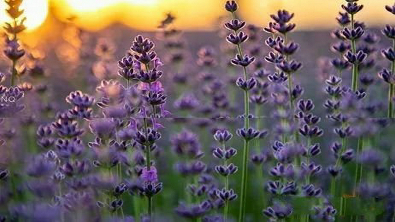 伊犁河谷薰衣草基地,伊犁河谷薰衣草自然条件