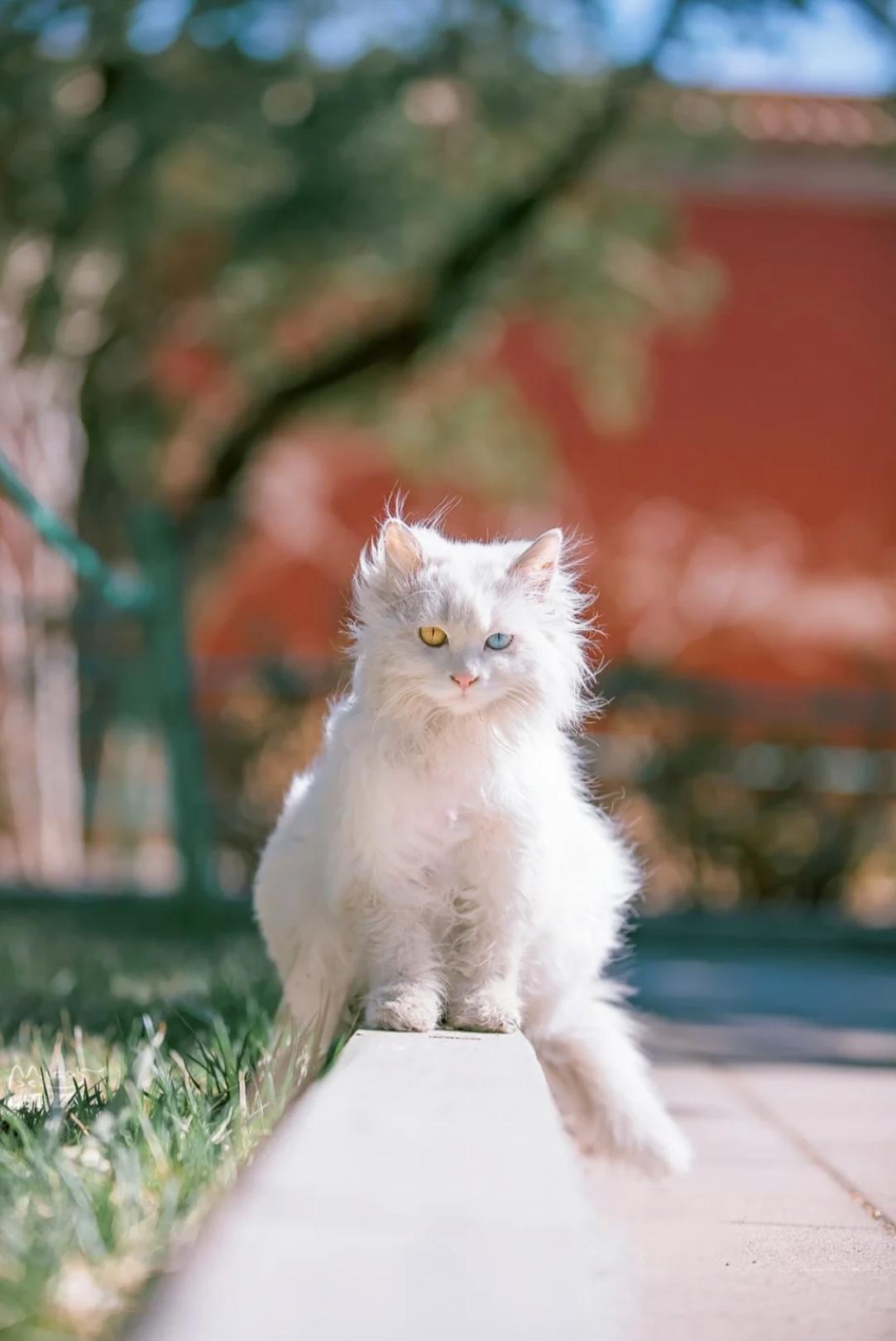 治愈系壁纸｜132张可爱小猫咪的样子