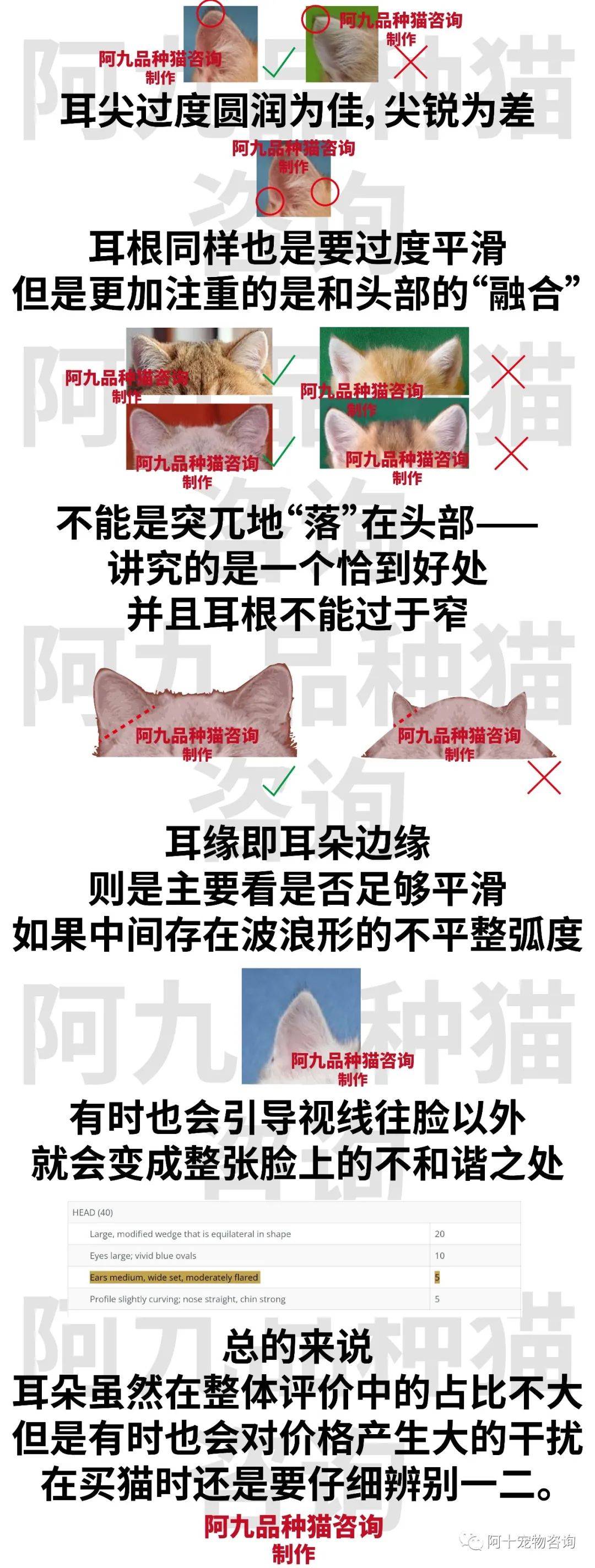 英国短毛猫蓝金渐层特征,英国短毛猫金渐层十一色