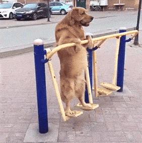 怎么样饲养狗狗肥得快,如何饲养狗狗